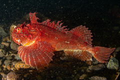 Hemitripterus americanus