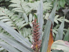 Hedychium coccineum