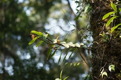 Arachnis clarkei