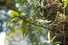 Arachnis clarkei