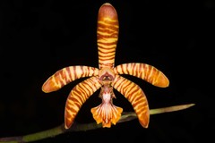 Arachnis clarkei