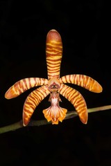Arachnis clarkei