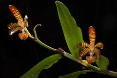 Arachnis clarkei