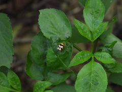 Cryptocephalus taiwanus