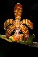 Arachnis clarkei