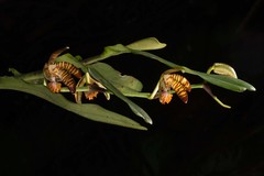 Arachnis clarkei