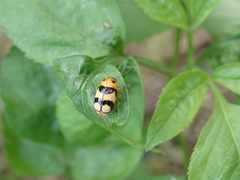 Cryptocephalus taiwanus