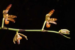 Arachnis clarkei
