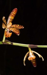Arachnis clarkei