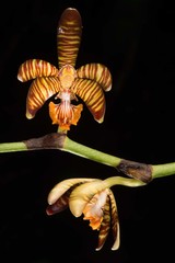Arachnis clarkei