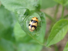 Cryptocephalus taiwanus