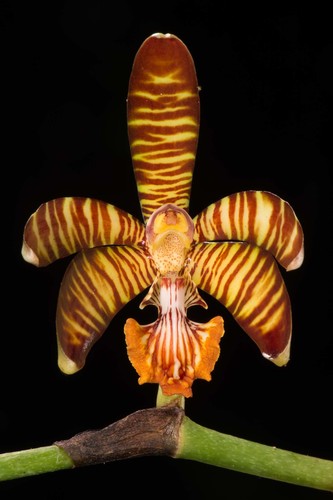 Arachnis clarkei (Rchb.f.) J.J.Sm. 2