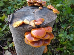Flammulina