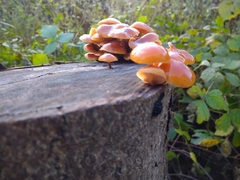 Flammulina