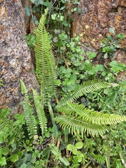 Blechnum punctulatum punctulatum