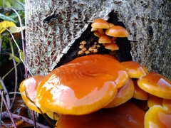Flammulina