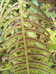 Blechnum punctulatum punctulatum
