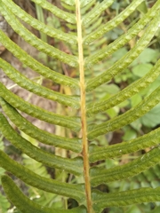 Blechnum punctulatum punctulatum
