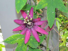 Passiflora kermesina