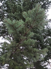 Pseudotsuga menziesii