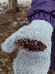 Pseudotsuga menziesii