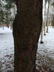 Pseudotsuga menziesii