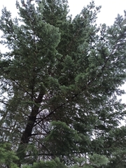 Pseudotsuga menziesii