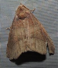 Bastilla hamatilis