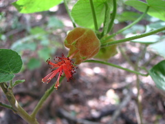 Abutilon micropetalum