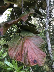 Coccoloba pubescens