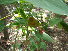 Abutilon micropetalum