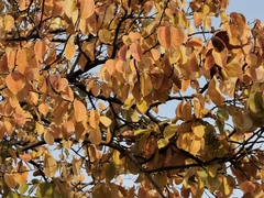 Pseudocydonia sinensis