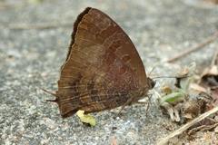 Arhopala bazalus