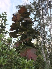 Coccoloba pubescens