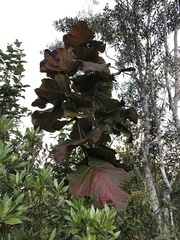 Coccoloba pubescens