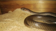 Psammophis mossambicus