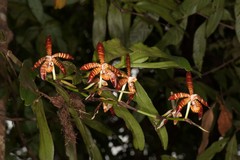 Arachnis clarkei