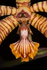 Arachnis clarkei