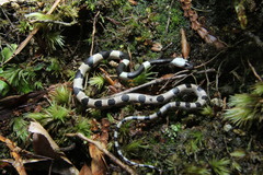 Lycodon liuchengchaoi