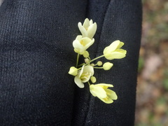 Biscutella laevigata