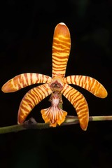 Arachnis clarkei