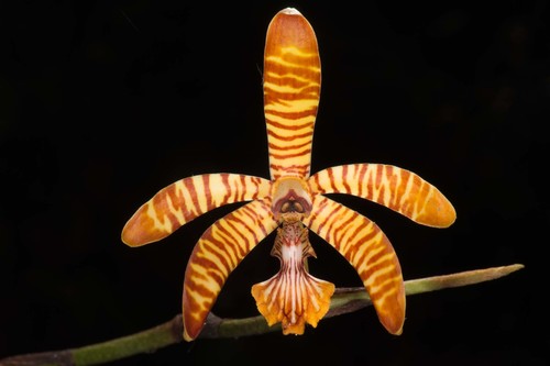 Arachnis clarkei (Rchb.f.) J.J.Sm. 3
