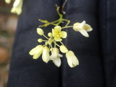 Biscutella laevigata