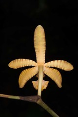 Arachnis clarkei
