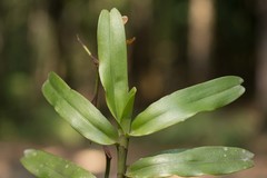 Arachnis clarkei