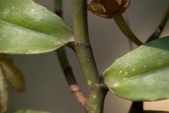 Arachnis clarkei
