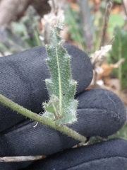 Biscutella laevigata