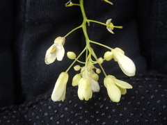 Biscutella laevigata