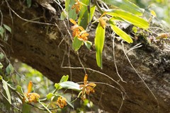 Arachnis clarkei