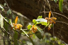 Arachnis clarkei